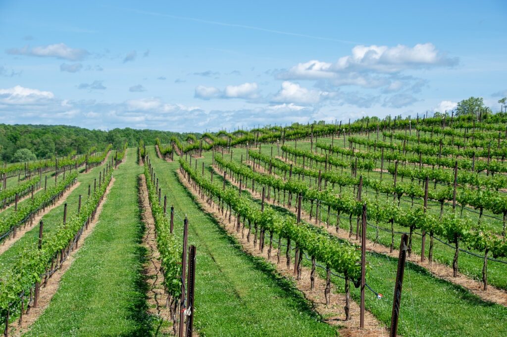 winery, vineyard, wine, grapes, bordeaux, harvest, fruit, grape, green, agriculture, alcohol, napa, winemaking, outdoors, countryside, nature, mountains, valley, viticulture, sky, hills, row, landscape, green sky, green wine, winery, bordeaux, bordeaux, bordeaux, bordeaux, bordeaux